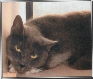 My Intake Photo: Kill Shelter