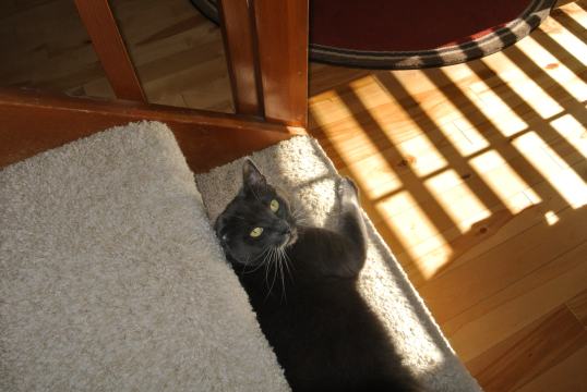 Savvy Interview 2 the end