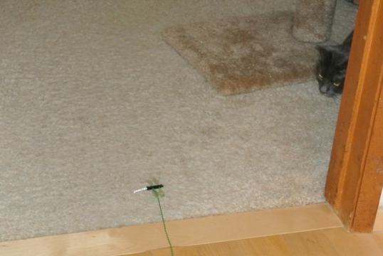 wild cat 3 kragonfly new toy