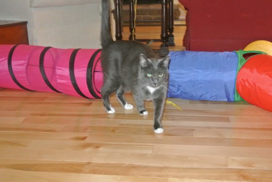 I have an announcement