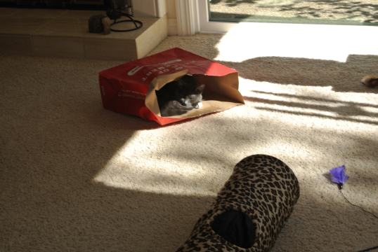 New Sun Puddle Spot 1