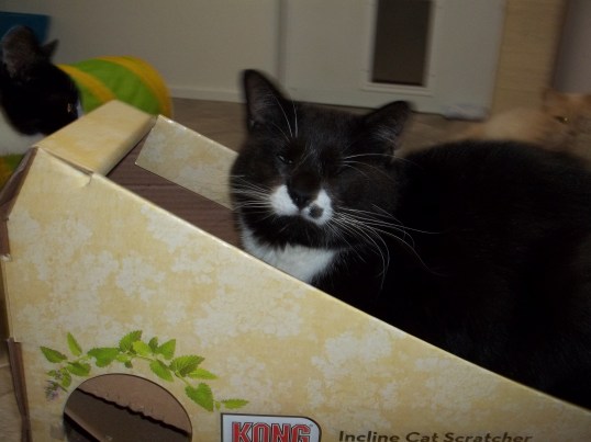 Boots and His Scratcher