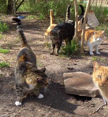 feral cats