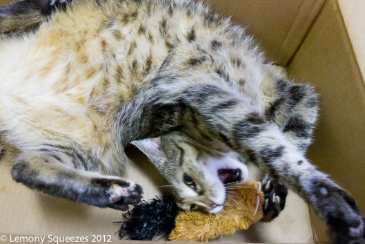 Katarina Happy Dance