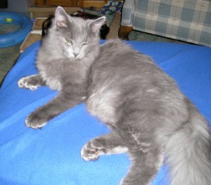 Leo sleepyhandsomeboy