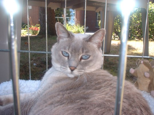 Nyla A study in Beauty