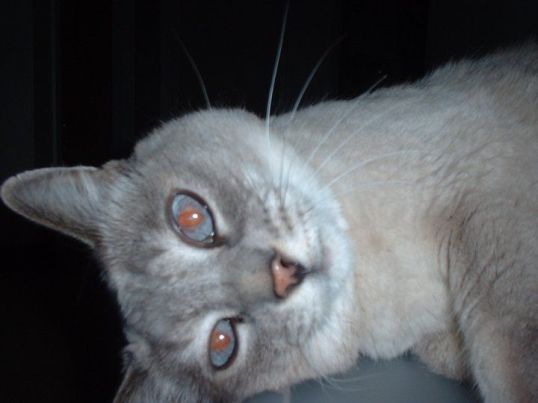 Nyla Stare deeply into my eyes