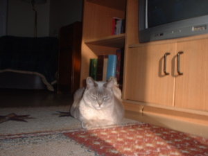 Nylablue 08 after surgery