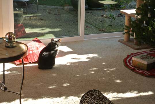 search for sun puddle 4