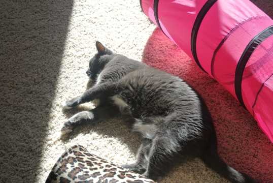 search for sun puddle 6