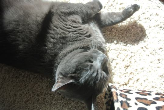 search for sun puddle 7