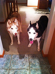 Zim and dave current