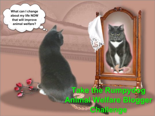 animal welfare challenge