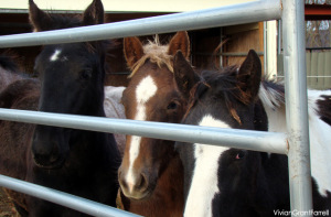 rescued foals