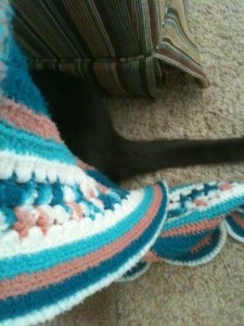 Savannah_oops my tail is showing