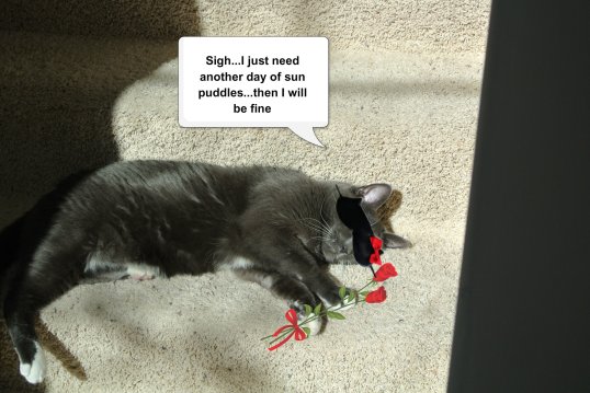 afternoon after the ball