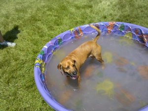 Murph in water tub