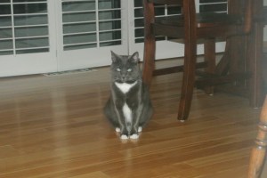 purple feather end 9