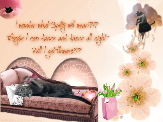 savvys dream of the ball2