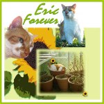 forever-eric