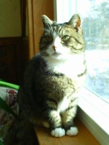 ivy, rose & cats 032