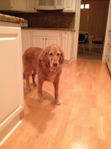 Molly...she has been a therapy woofie