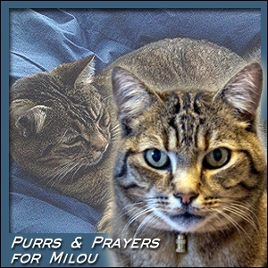 purrs-and-prayers-for-milou