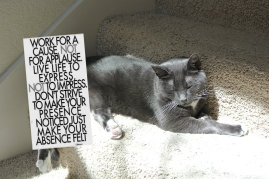 savvys humble message