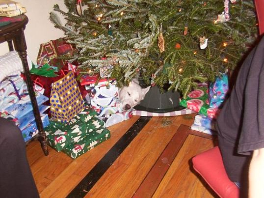 Shilohs first Christmas in new home