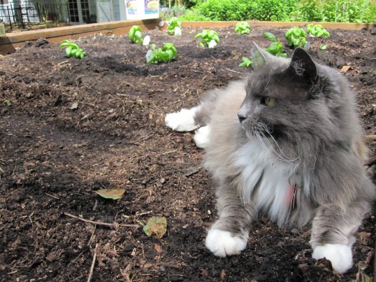 The next row goes here