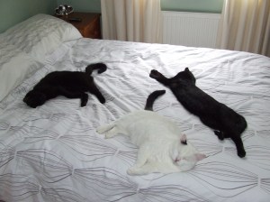 Archie first time on bed