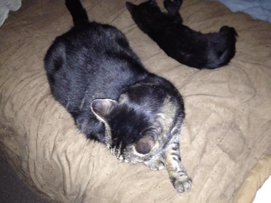 Mooch w foster kitten