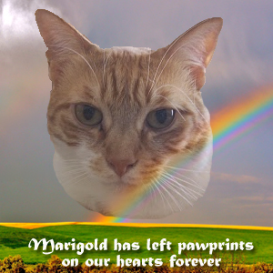 Marigold-New-300x300