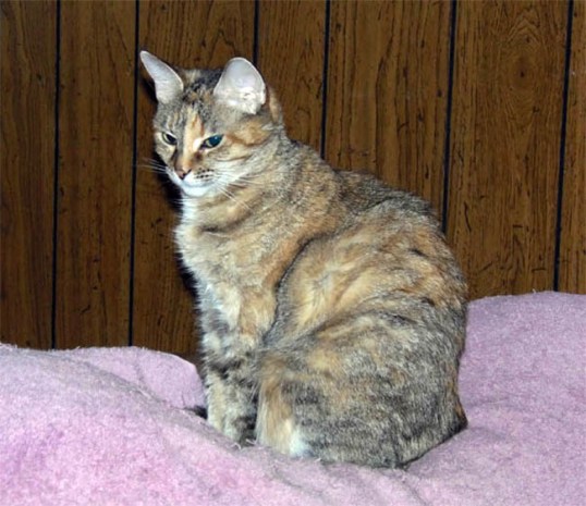 Remember, Adult Rescue Cats Are Worth It!