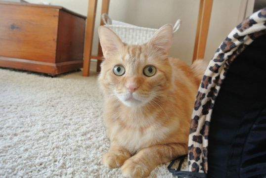 Yoo Hoo? Come on over to visit