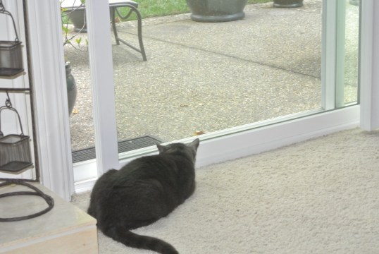 A bird! Get down low...