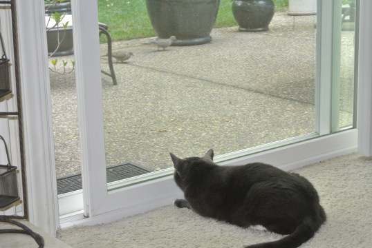 Double deluxe burd burgers