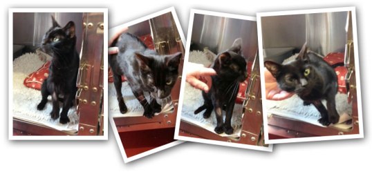 mary_kitten_needs_home