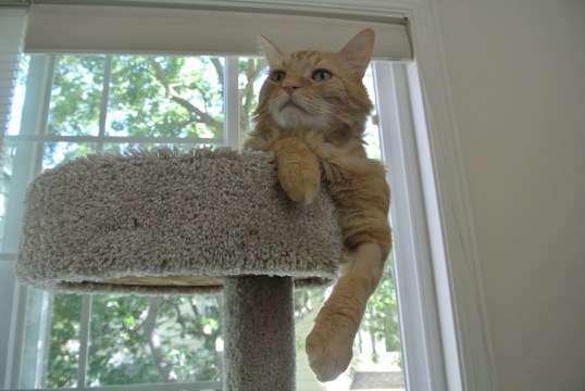 My Kingdom awaits me