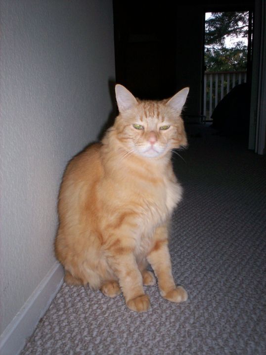 You must bow to take photos