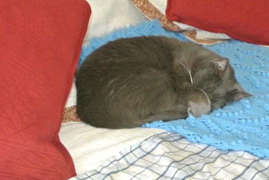 Purrlease don't read that!