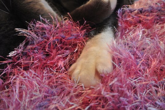 Up close back toesie