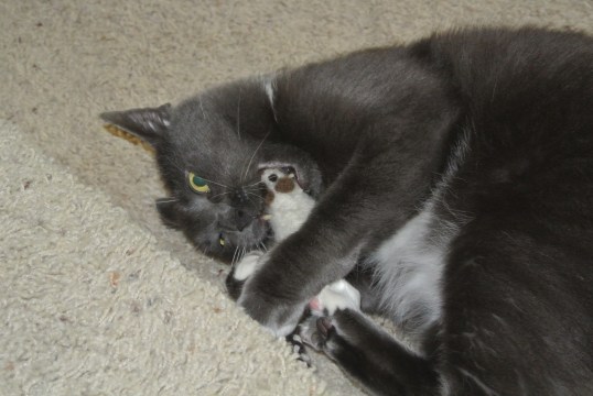 Chomp!! Bitey bite..dedd!