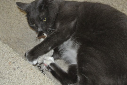 Smells like my schmousie