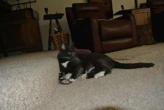 I don't see a schmousie