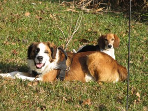 Fenris & Tuiren1242013