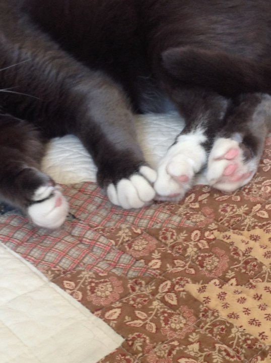 Four toesies...purrrrr