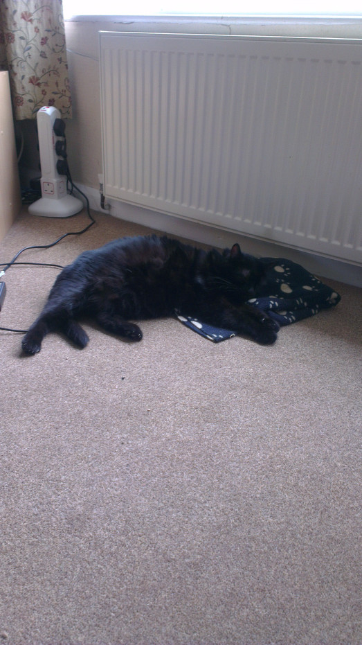 Jazz sleeping on Mary's blankie