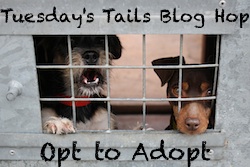 tuesday tails blog hop
