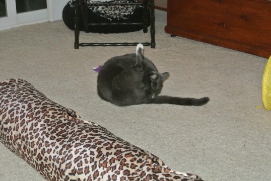 Yup, this is more impawtant